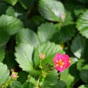 Fragaria vesca 'F1 Toscana Deep Rose'